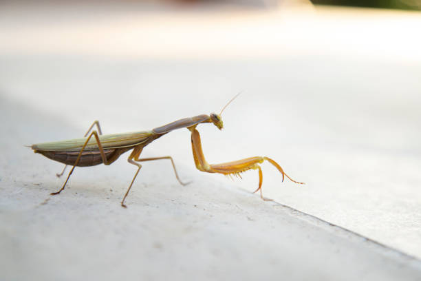 istock Praying mantis is standing on a white background and looking away 1358967742