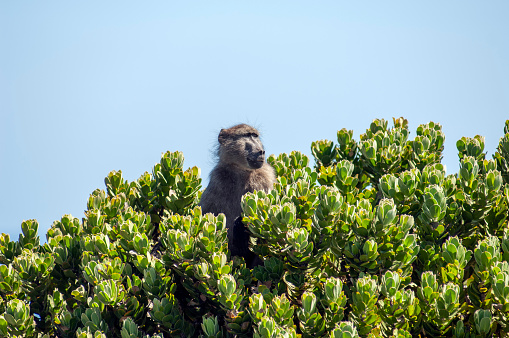 A wide shot of a single Baboon, sitting in a green bush.