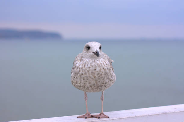 Seagull on the beach pier railing in cold, cloudy day.