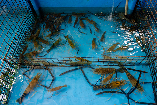 Several large river prawns are in the pond to prepare for grilling at the party.