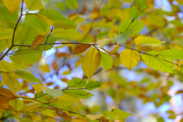 foglie autunnali su un albero (faggio) da vicino. - saturated color beech leaf autumn leaf foto e immagini stock