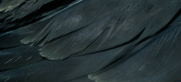 istock black hawk feathers with visible detail. background or texture 1358969196
