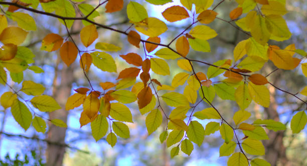 herbstlaub an einem baum (buche) aus der nähe. - saturated color beech leaf autumn leaf stock-fotos und bilder