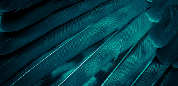 istock blue hawk feathers with visible detail. background or texture 1358969201
