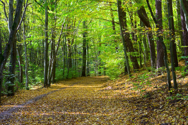 istock A path in a beech forest in early autumn. 