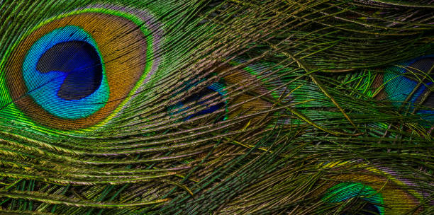 istock colorful feathers of a peacock. background or texture 1358969257