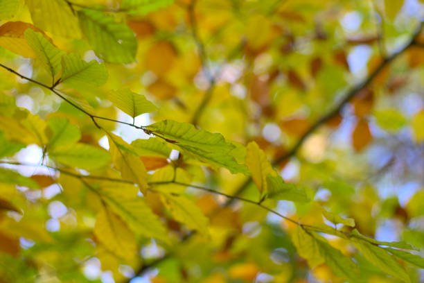 foglie autunnali su un albero (faggio) da vicino. - saturated color beech leaf autumn leaf foto e immagini stock