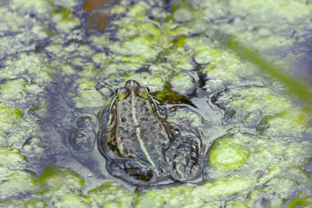 Photo of one pond frogs during the spawning season