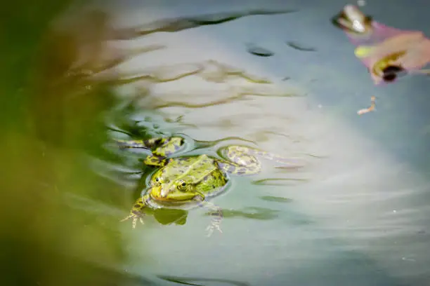 Photo of one pond frogs during the spawning season