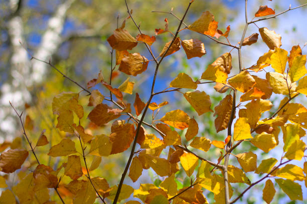 herbstlaub an einem baum (buche) aus der nähe. - saturated color beech leaf autumn leaf stock-fotos und bilder