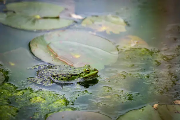 Photo of one pond frogs during the spawning season