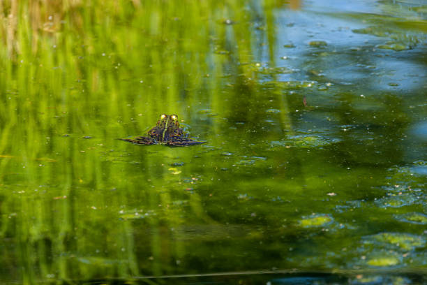 istock one pond frogs during the spawning season 1358970414