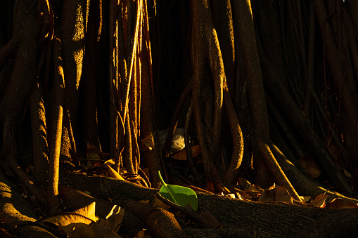 Roots of huge amazon trees inside the jungle - amazon floor