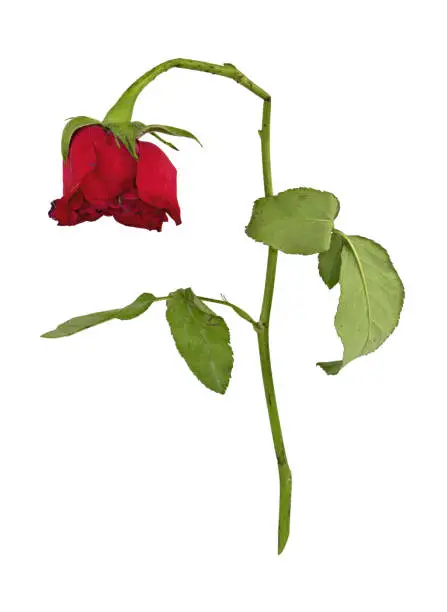 Photo of Withered roses isolated on white background with clipping path photo focus stacking.