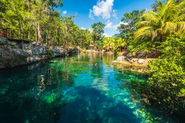 The cenotes are well or natural freshwater pond supplied by an underground river that is formed in many places in the Yucatan peninsula by soil erosion, and to which the Mayans gave a sacred use.
