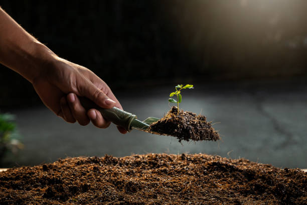 A young seedling plant on a spoon shovel with light orange sunlight. Earth Day Concept.