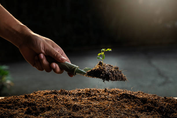 A young seedling plant on a spoon shovel with light orange sunlight. Earth Day Concept. stock photo