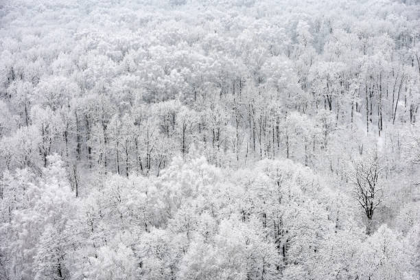 istock Winter forest, snow covered trees, picturesque view 1358972358