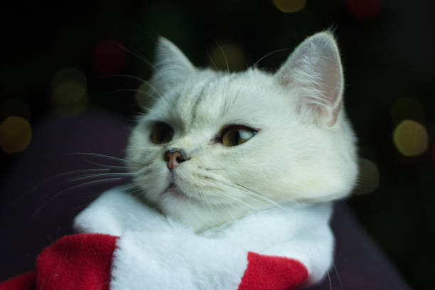 istock A beautiful Scottish cat in a Santa costume. 1358972462