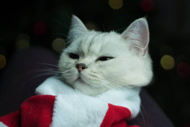 istock A beautiful Scottish cat in a Santa costume. 1358972472