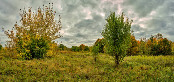 Panorama from 10 pictures - Location: Biesdorf, Hellersdorf, Karlshorst, Lichtenberg, Marzahn - Names: Nabu - Botanical specs: nature in the city, reforestation, renaturation - additional specs: local recreation, railway wasteland