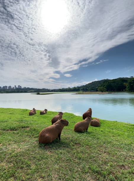 parque barigui - grass lake fotografías e imágenes de stock