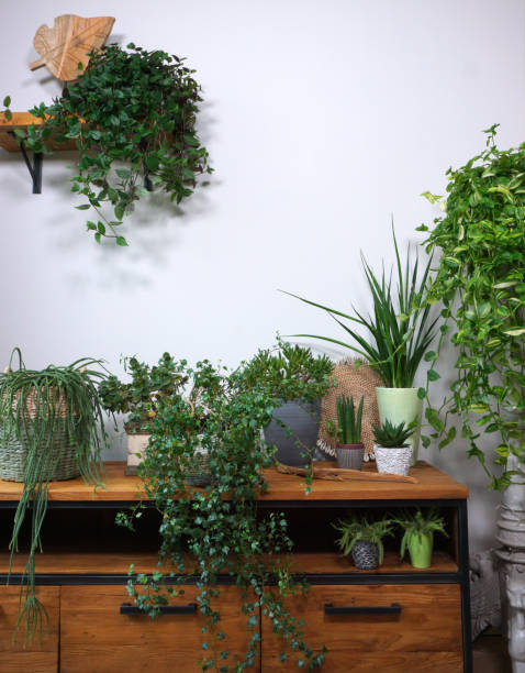 istock Different indoor plants in living room with decorations on the table Stylish composition of home garden green industrial interior. Urban jungle interior with houseplants. green concept for magazine. 1358974431