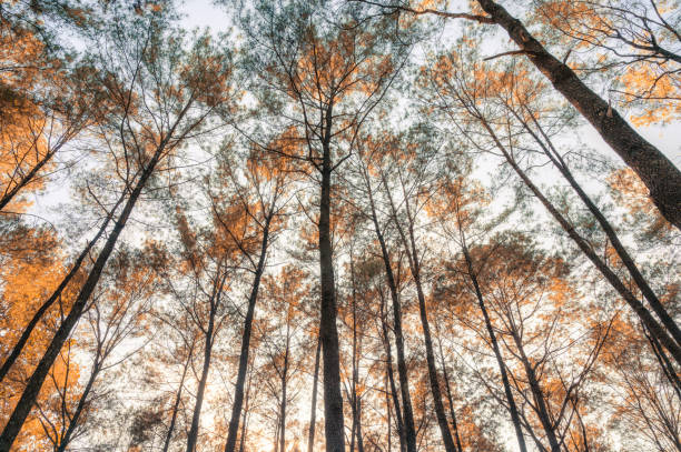 istock Pine tree in autumn forest at the evening 1358974437