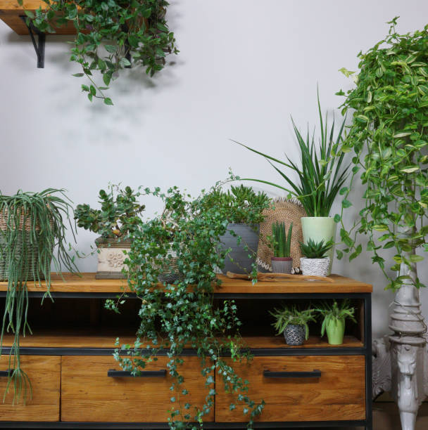 istock Different indoor plants in living room with decorations on the table Stylish composition of home garden green industrial interior. Urban jungle interior with houseplants. green concept for magazine. 1358974438