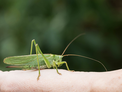 Green European grass hopper