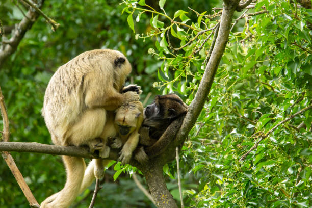 istock family of monkeys 1358974982