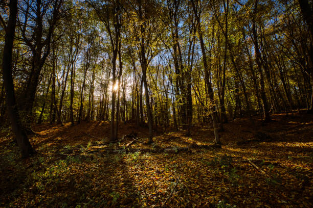 istock Autumnal forest in backlight at the nature reserve 