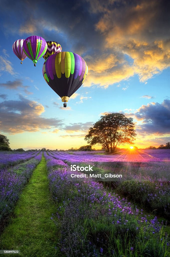 Coloridos globos aerostáticos sobre paisaje lavanda - Foto de stock de Globo aerostático libre de derechos