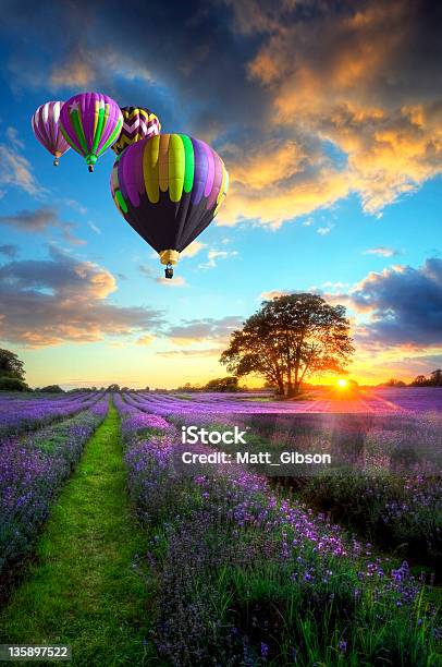 Coloridos Globos Aerostáticos Sobre Paisaje Lavanda Foto de stock y más banco de imágenes de Globo aerostático