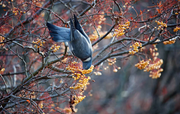 겨울 열매를 먹는 비둘기 - winter migration 뉴스 사진 이미지