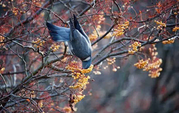 Photo of Pigeons feeding on the winter berries