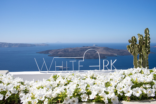 White Ark Villas at Fira in Santorini in South Aegean Islands, Greece, with Petunia axillaris