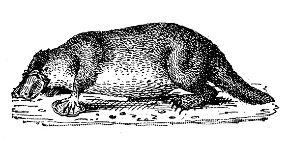 Antique illustration: Platypus