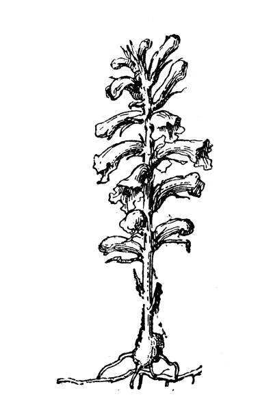 antike illustration: orobanche, broomrape - indian pipe stock-grafiken, -clipart, -cartoons und -symbole