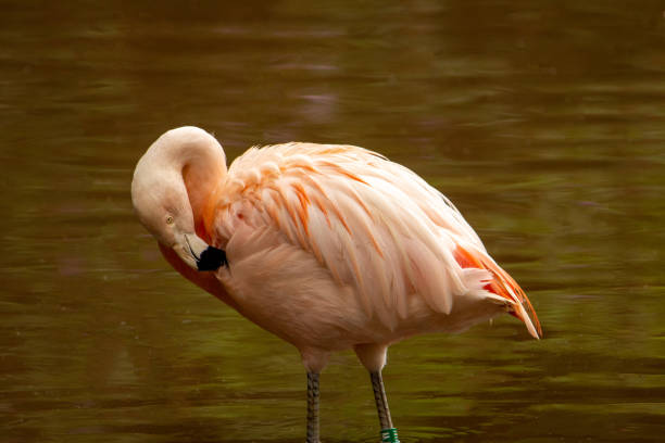 istock Chilean Flamingo 1358976108