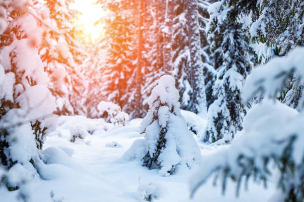 hiking way on a mountain in sunlight. With view trough the trees  in the valley. Thuringia forest in Germany