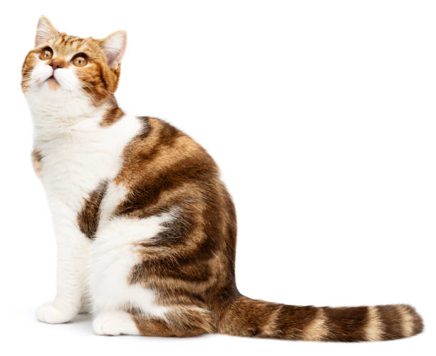 istock Cat with stripes tail sitting isolated on white background. Funny Cat looking to up from camera. British shorthair marble with beautiful cute big eyes. Side view 1358976297