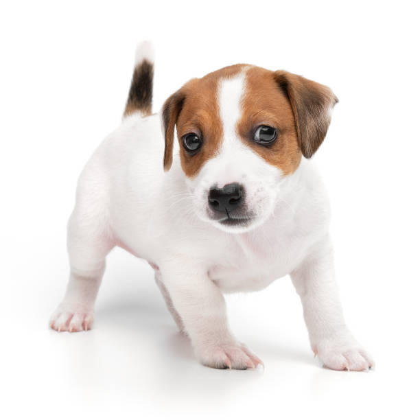 istock Puppy Jack russell terrier standing isolated on white background. 1358976305