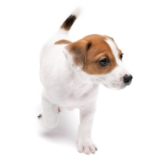 istock Puppy Jack russell terrier standing isolated on white background. 1358976307