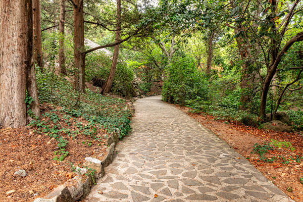 an old park with dense vegetation and a pedestrian path - stone walkway imagens e fotografias de stock