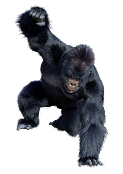 3d rendering schwarz gorilla affe auf weiß - gorilla endangered species large isolated stock-fotos und bilder