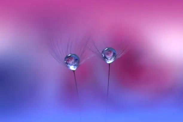 Nature,Dandelion,Flower,Drop,Water