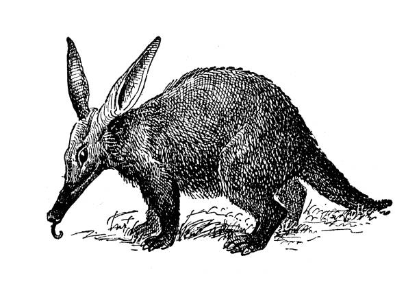 illustrazioni stock, clip art, cartoni animati e icone di tendenza di illustrazione antica: cape aardvark - oritteropo