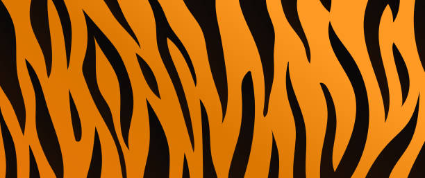 tigerhaut textur hintergrund. tigerfell mit schwarzen und orangefarbenen streifen - tiger skin stock-grafiken, -clipart, -cartoons und -symbole