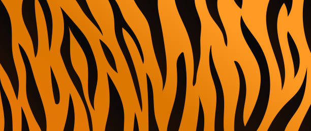 Tiger skin texture background. Tiger fur with black and orange stripes Tiger skin texture background. Tiger fur with black and orange stripes vector background. tiger stripes stock illustrations
